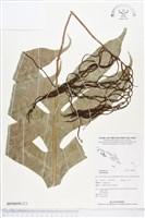 登錄號:BP00690藏品圖，第2張