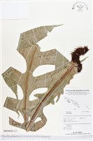 登錄號:BP00690藏品圖，第3張