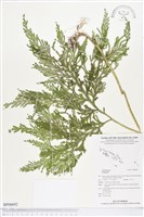 登錄號:BP00692藏品圖，第1張