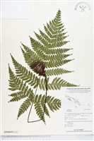 登錄號:BP00693藏品圖，第1張