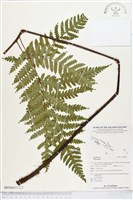 登錄號:BP00693藏品圖，第2張