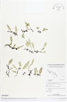 登錄號:BP00696藏品圖，第1張