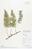 馬來陰石蕨藏品圖，第1張