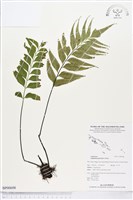 革葉鐵角蕨藏品圖，第1張