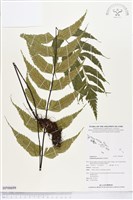 革葉鐵角蕨藏品圖，第1張