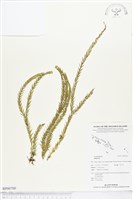 登錄號:BP00700藏品圖，第1張