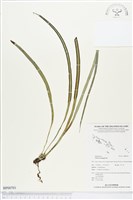 唇邊書帶蕨藏品圖，第1張