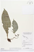 登錄號:BP00702藏品圖，第1張