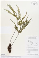 登錄號:BP00704藏品圖，第1張