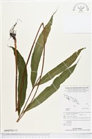 登錄號:BP00705藏品圖，第1張