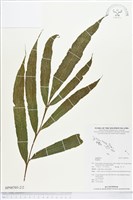 登錄號:BP00705藏品圖，第2張