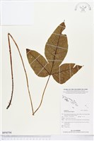 傅氏三叉蕨藏品圖，第1張