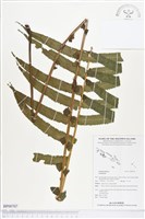 登錄號:BP00707藏品圖，第1張