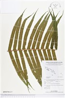 登錄號:BP00708藏品圖，第2張