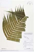 登錄號:BP00708藏品圖，第3張