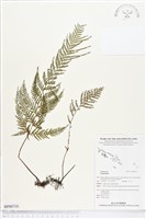 登錄號:BP00710藏品圖，第1張