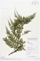 大葉瓶蕨藏品圖，第1張