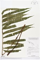 大葉毛蕨藏品圖，第1張