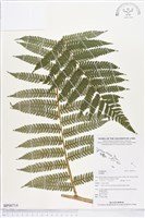 登錄號:BP00714藏品圖，第1張