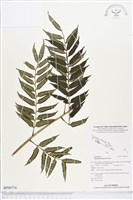 登錄號:BP00716藏品圖，第1張