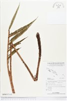 烏毛蕨藏品圖，第1張