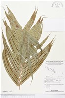 烏毛蕨藏品圖，第2張