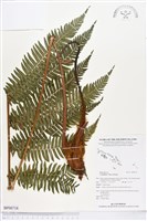 登錄號:BP00718藏品圖，第1張