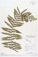 登錄號:BP00719藏品圖，第1張