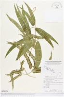 登錄號:BP00720藏品圖，第1張