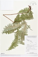 芒萁藏品圖，第1張