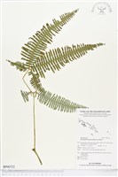 芒萁藏品圖，第1張