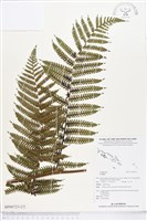 登錄號:BP00723藏品圖，第2張