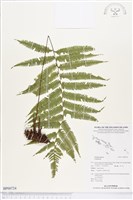 登錄號:BP00724藏品圖，第1張