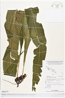 萊氏線蕨藏品圖，第1張