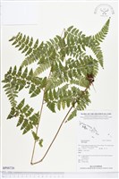 登錄號:BP00726藏品圖，第1張