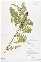 登錄號:BP00727藏品圖，第1張