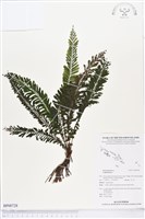 登錄號:BP00728藏品圖，第1張