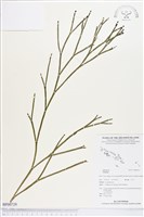 登錄號:BP00729藏品圖，第1張