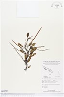 登錄號:BP00730藏品圖，第1張