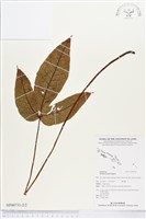 傅氏三叉蕨藏品圖，第2張