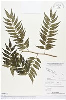 登錄號:BP00732藏品圖，第1張