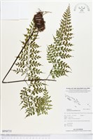 大羽鐵角蕨藏品圖，第1張