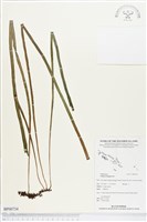 唇邊書帶蕨藏品圖，第1張