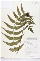 革葉鐵角蕨藏品圖，第1張