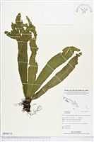 登錄號:BP00738藏品圖，第1張