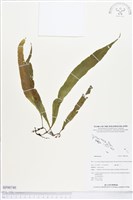 登錄號:BP00740藏品圖，第1張