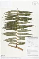 蘭嶼觀音座蓮藏品圖，第1張