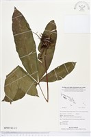 登錄號:BP00742藏品圖，第1張