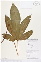 登錄號:BP00742藏品圖，第2張