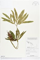 錫蘭七指蕨藏品圖，第1張